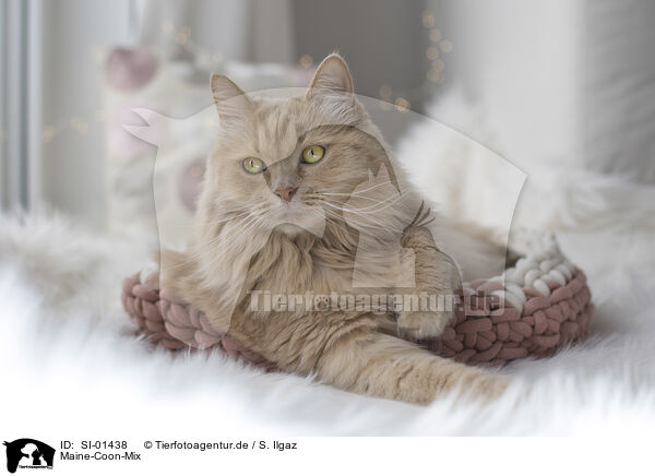 Maine-Coon-Mix / SI-01438