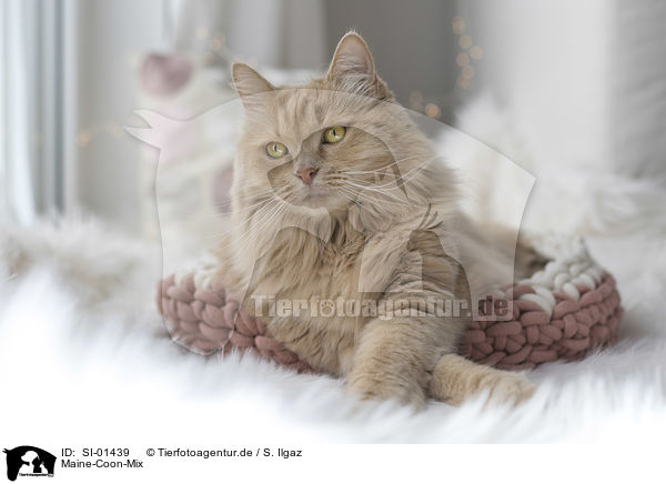 Maine-Coon-Mix / Maine-Coon-Cross / SI-01439