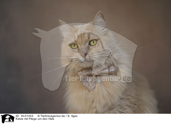 Katze mit Fliege um den Hals / Cat with a bow tie around its neck / SI-01443