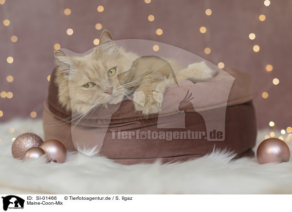 Maine-Coon-Mix / Maine-Coon-Cross / SI-01466