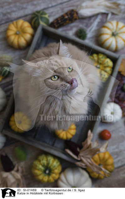 Katze in Holzkiste mit Krbissen / Cat in wooden box with pumpkins / SI-01469
