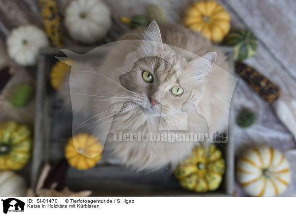 Katze in Holzkiste mit Krbissen / Cat in wooden box with pumpkins / SI-01470