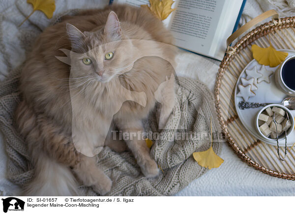 liegender Maine-Coon-Mischling / lying Maine-Coon-Cross / SI-01657