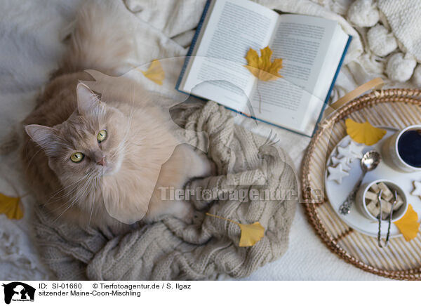 sitzender Maine-Coon-Mischling / sitting Maine-Coon-Cross / SI-01660