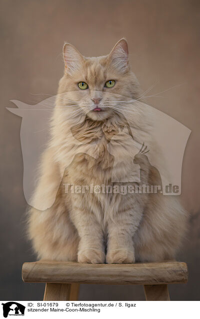sitzender Maine-Coon-Mischling / SI-01679