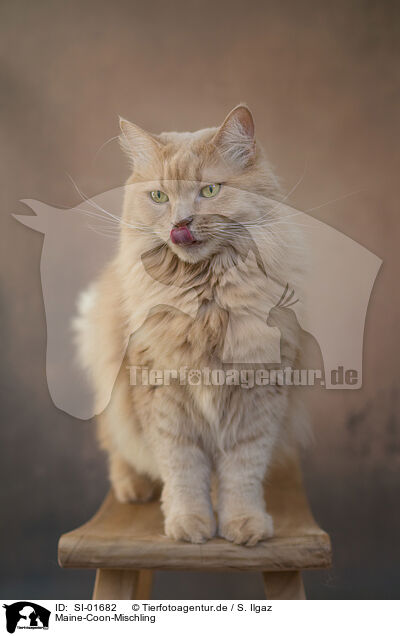 Maine-Coon-Mischling / SI-01682