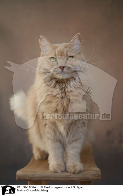 Maine-Coon-Mischling / SI-01684