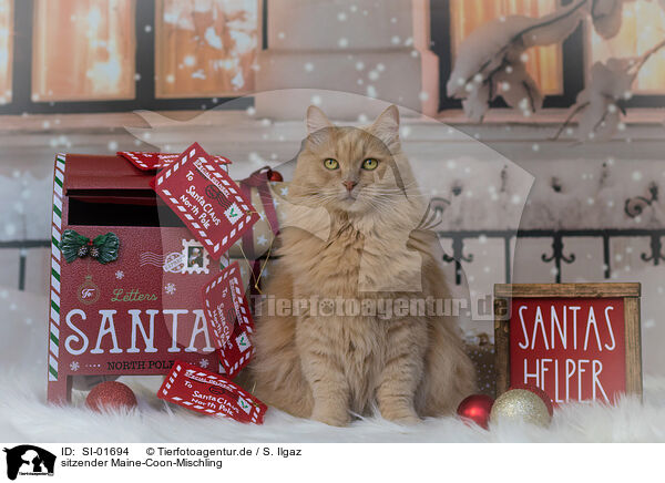 sitzender Maine-Coon-Mischling / sitting Maine-Coon-Cross / SI-01694