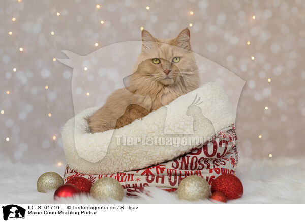 Maine-Coon-Mischling Portrait / Maine-Coon-Cross Portrait / SI-01710