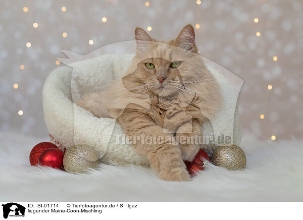 liegender Maine-Coon-Mischling / lying Maine-Coon-Cross / SI-01714