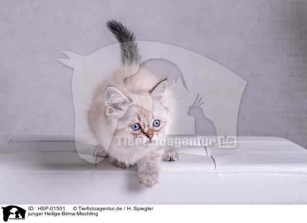 junger Heilige-Birma-Mischling / young Sacred-Birman-Cross / HSP-01501