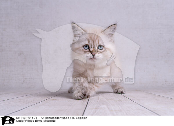 junger Heilige-Birma-Mischling / young Sacred-Birman-Cross / HSP-01504
