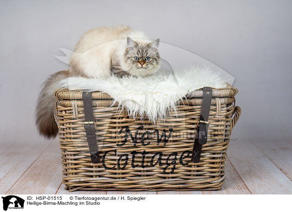 Heilige-Birma-Mischling im Studio / Sacred-Birman-Cross at studio / HSP-01515