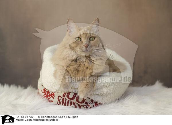 Maine-Coon-Mischling im Studio / Maine-Coon-Cross in the studio / SI-01737