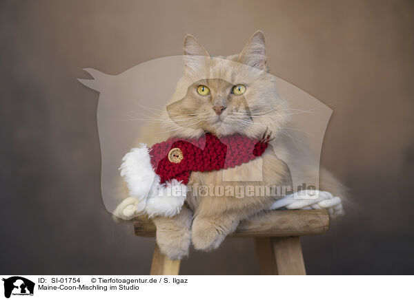 Maine-Coon-Mischling im Studio / Maine-Coon-Cross in the studio / SI-01754