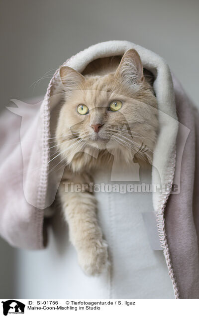 Maine-Coon-Mischling im Studio / SI-01756