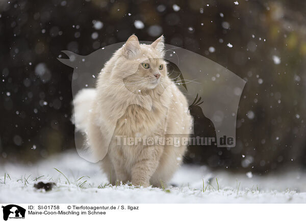 Maine-Coon-Mischling im Schnee / Maine-Coon-Cross in the snow / SI-01758