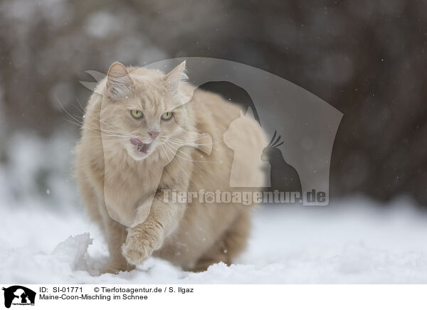 Maine-Coon-Mischling im Schnee / SI-01771
