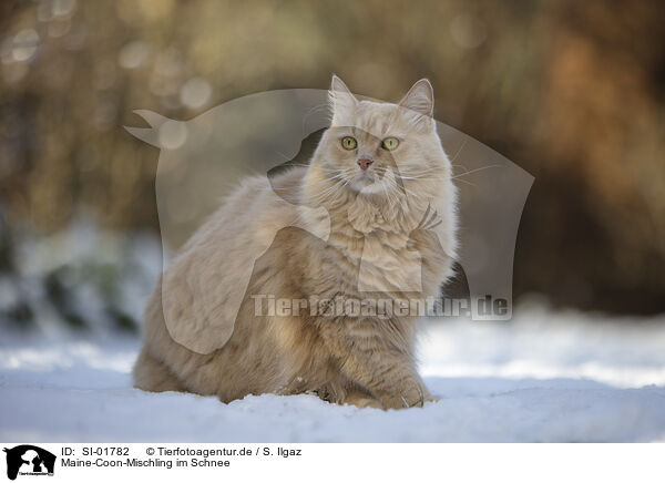Maine-Coon-Mischling im Schnee / Maine-Coon-Cross in the snow / SI-01782