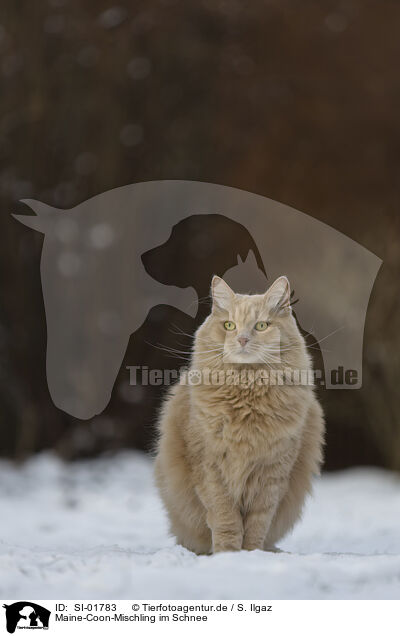 Maine-Coon-Mischling im Schnee / Maine-Coon-Cross in the snow / SI-01783