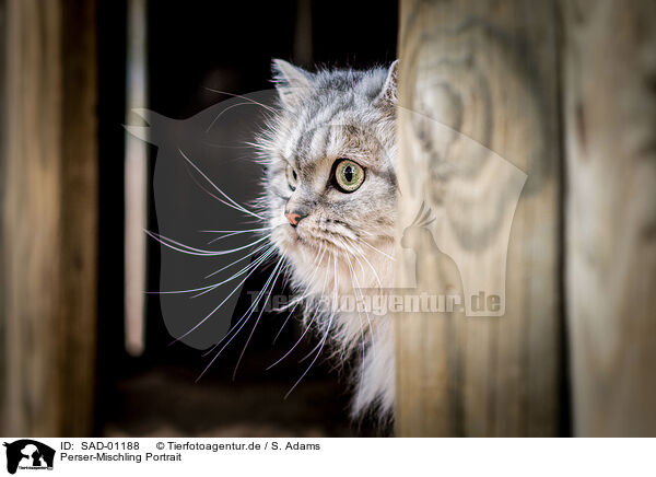 Perser-Mischling Portrait / Persian-Cross Portrait / SAD-01188