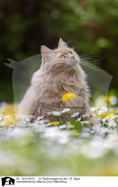 cremefarbener Maine-Coon-Mischling / cream Maine-Coon-Cross / SI-01870
