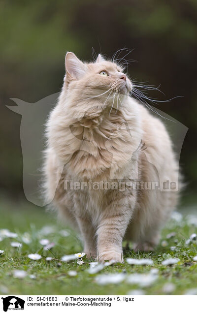 cremefarbener Maine-Coon-Mischling / cream Maine-Coon-Cross / SI-01883