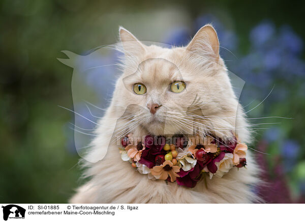cremefarbener Maine-Coon-Mischling / cream Maine-Coon-Cross / SI-01885