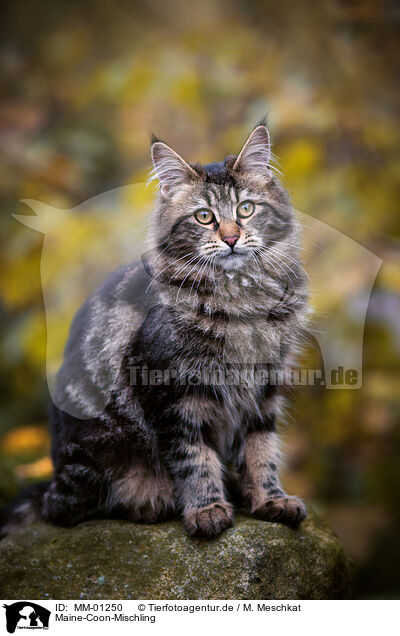 Maine-Coon-Mischling / Maine-Coon-Cross / MM-01250
