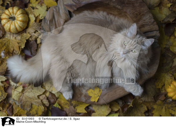 Maine-Coon-Mischling / SI-01993
