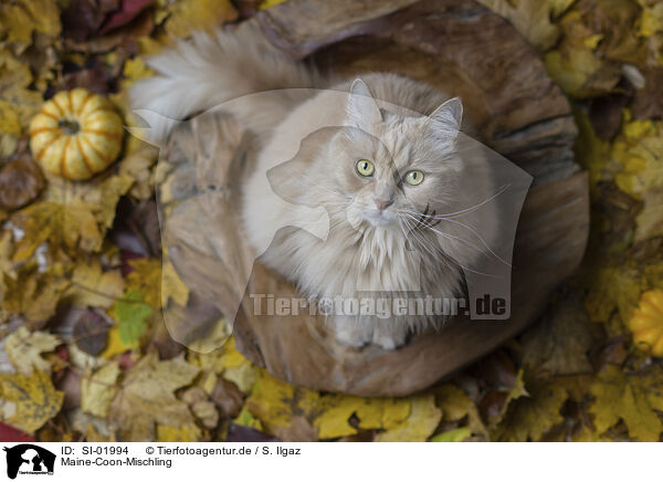 Maine-Coon-Mischling / SI-01994
