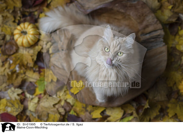 Maine-Coon-Mischling / SI-01995