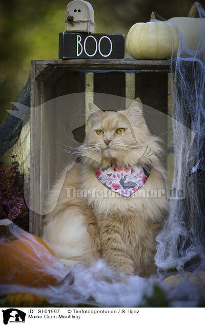 Maine-Coon-Mischling / SI-01997