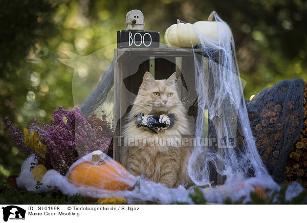 Maine-Coon-Mischling / SI-01998