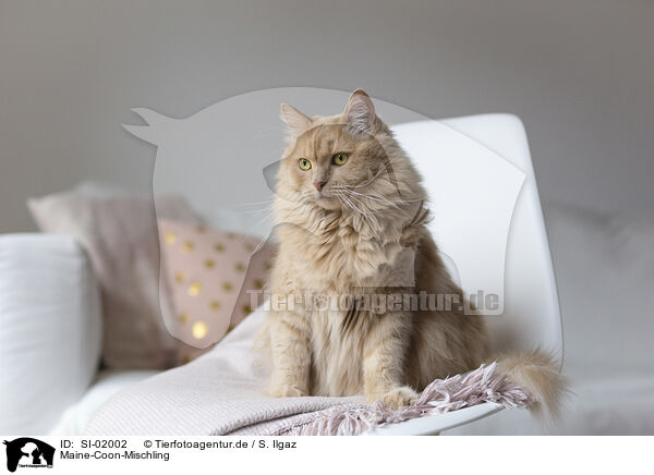 Maine-Coon-Mischling / SI-02002
