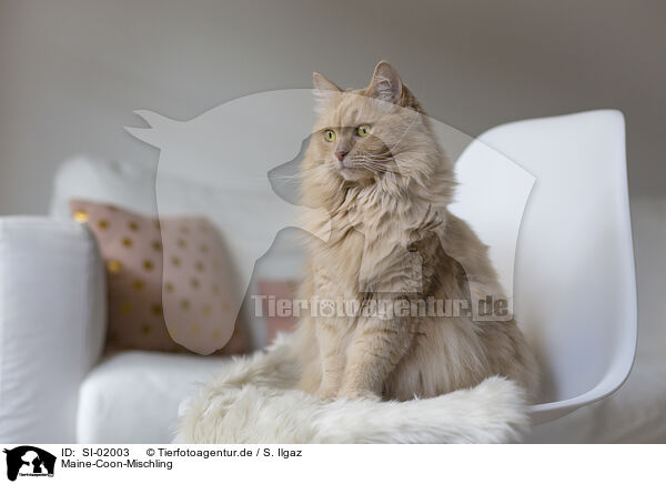 Maine-Coon-Mischling / Maine-Coon-Cross / SI-02003