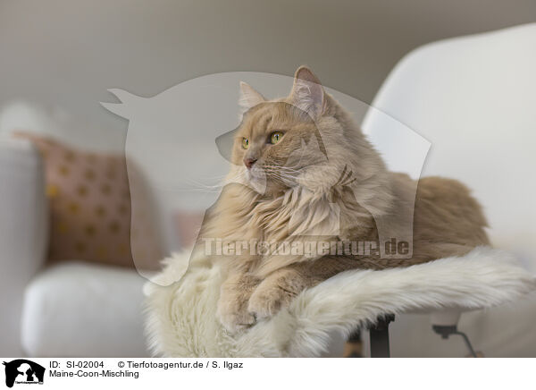 Maine-Coon-Mischling / SI-02004