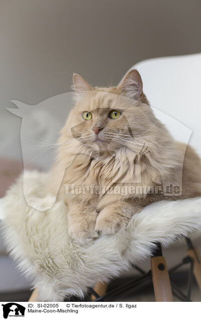 Maine-Coon-Mischling / SI-02005