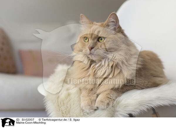 Maine-Coon-Mischling / Maine-Coon-Cross / SI-02007