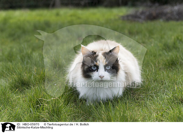 Sibirische-Katze-Mischling / Siberian-Cat-Cross / HBO-05970