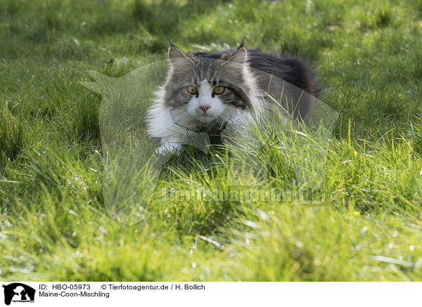 Maine-Coon-Mischling / HBO-05973