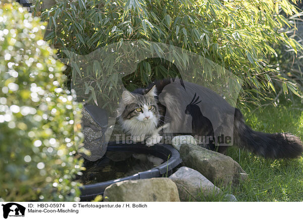 Maine-Coon-Mischling / Maine-Coon-Cross / HBO-05974