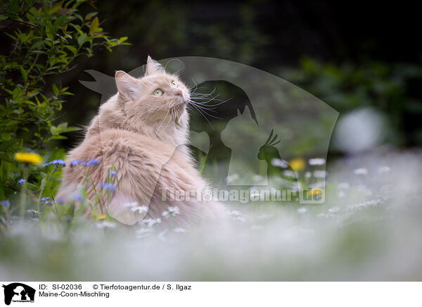 Maine-Coon-Mischling / SI-02036