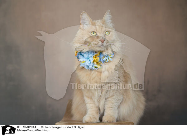 Maine-Coon-Mischling / SI-02044