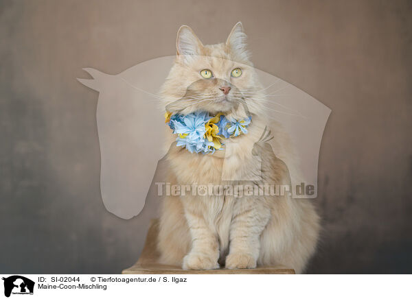 Maine-Coon-Mischling / Maine-Coon-Cross / SI-02044