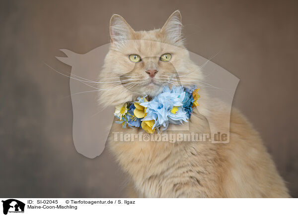 Maine-Coon-Mischling / SI-02045