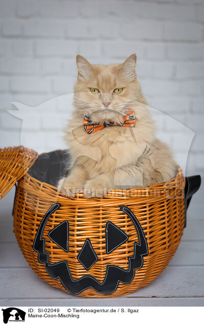 Maine-Coon-Mischling / SI-02049