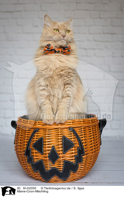 Maine-Coon-Mischling / SI-02050