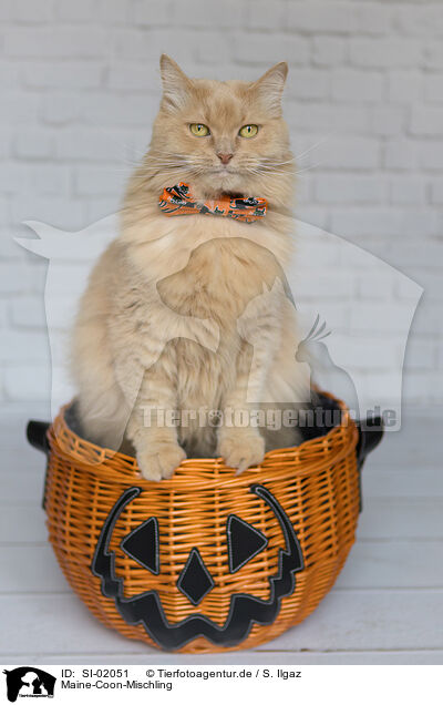 Maine-Coon-Mischling / Maine-Coon-Cross / SI-02051