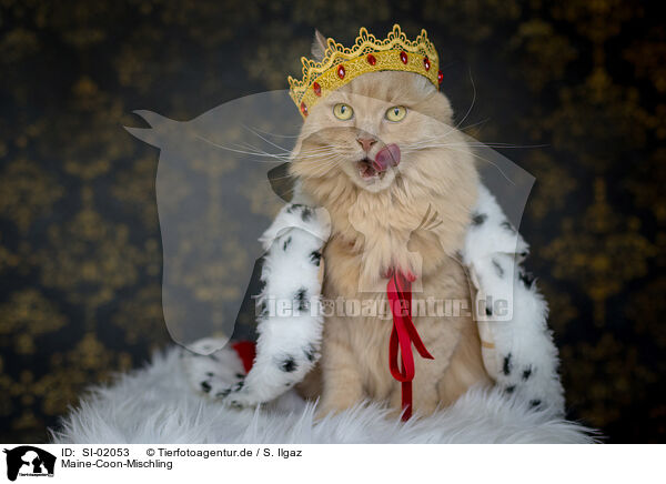 Maine-Coon-Mischling / SI-02053